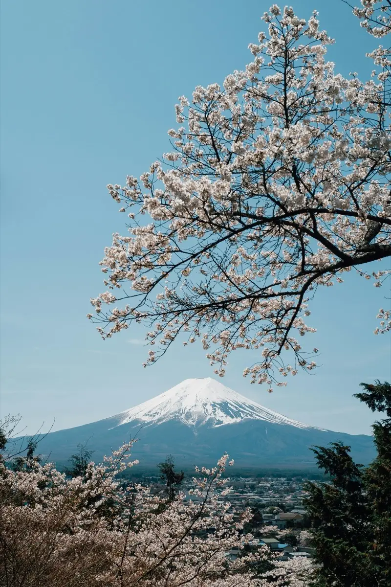 Cherry blossom tree in full bloom with Mt Fuji visible in the background