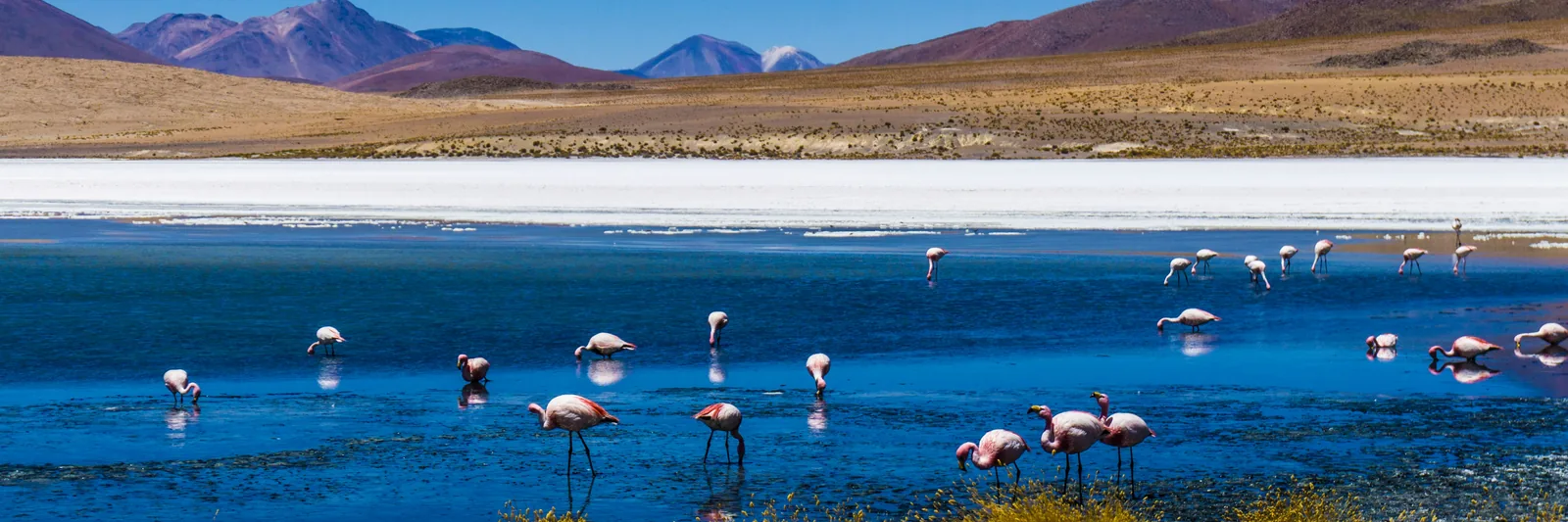 Flamingos wading in a blue lagoon in Bolivia's highlands