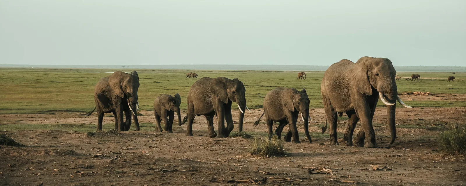 An elephant family crossing the open Kenyan savannah
