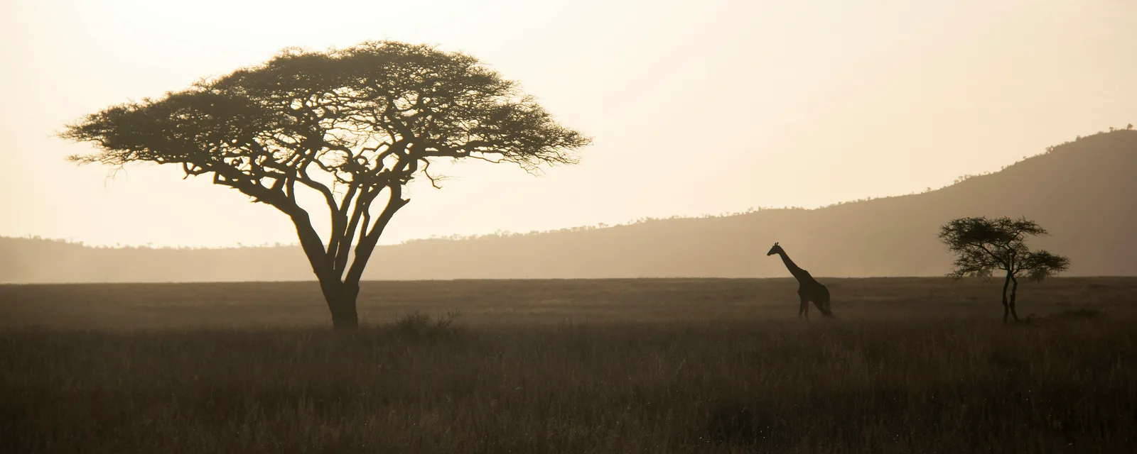 An acacia tree in warm sunset light across Tanzania's Serengeti