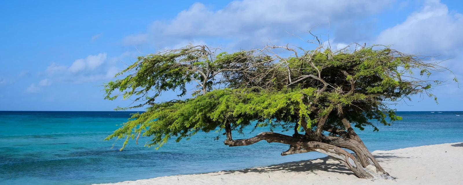 A wind-shaped Divi Divi tree on white sand beside turquoise Caribbean water in Aruba