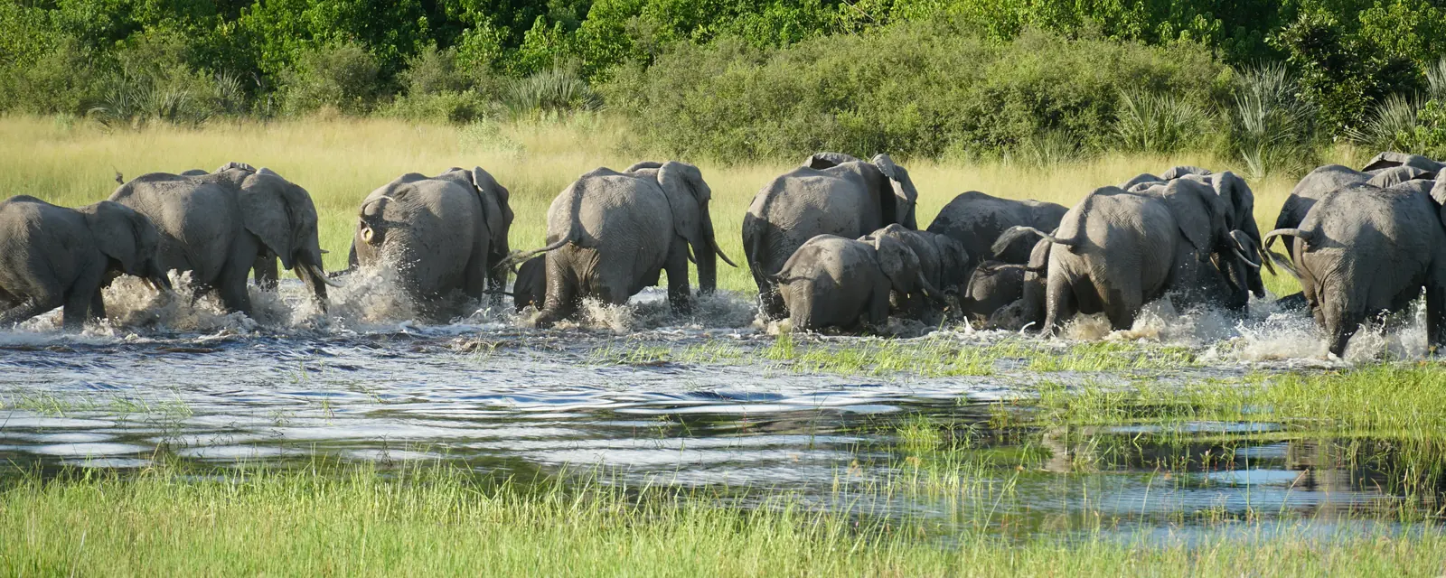 Elephants crossing a river in the lush Okavango Delta, Botswana