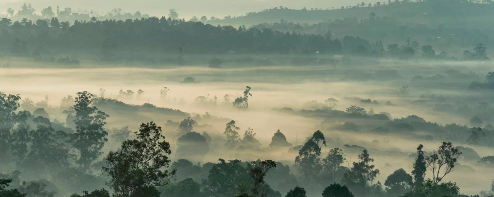 Golden morning mist between forested hills at Bansoa in Cameroon