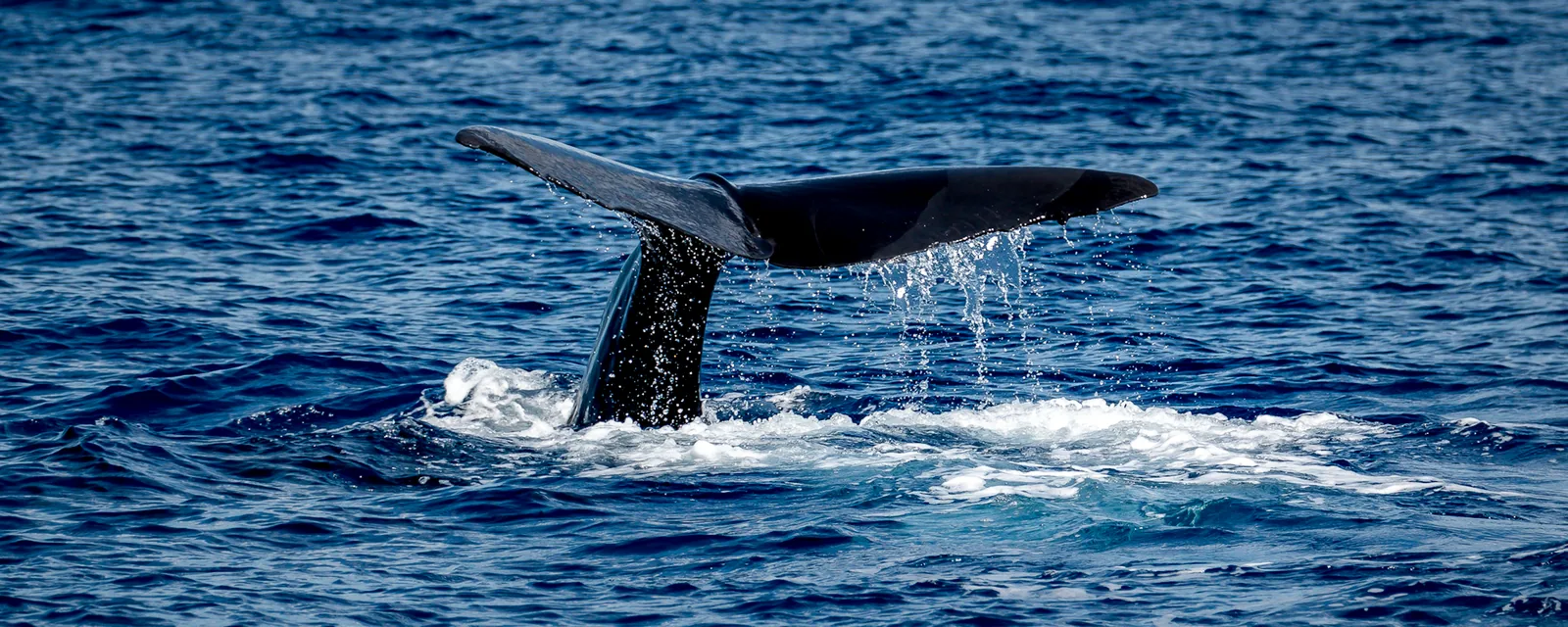 A sperm whale lifting its tail above blue Caribbean water off Roseau, Dominica