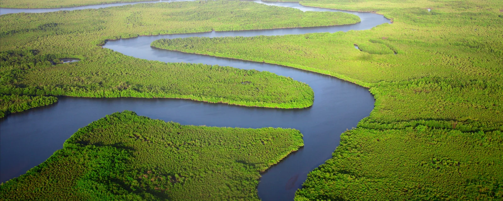 Winding river through bright green mangrove forest in The Gambia