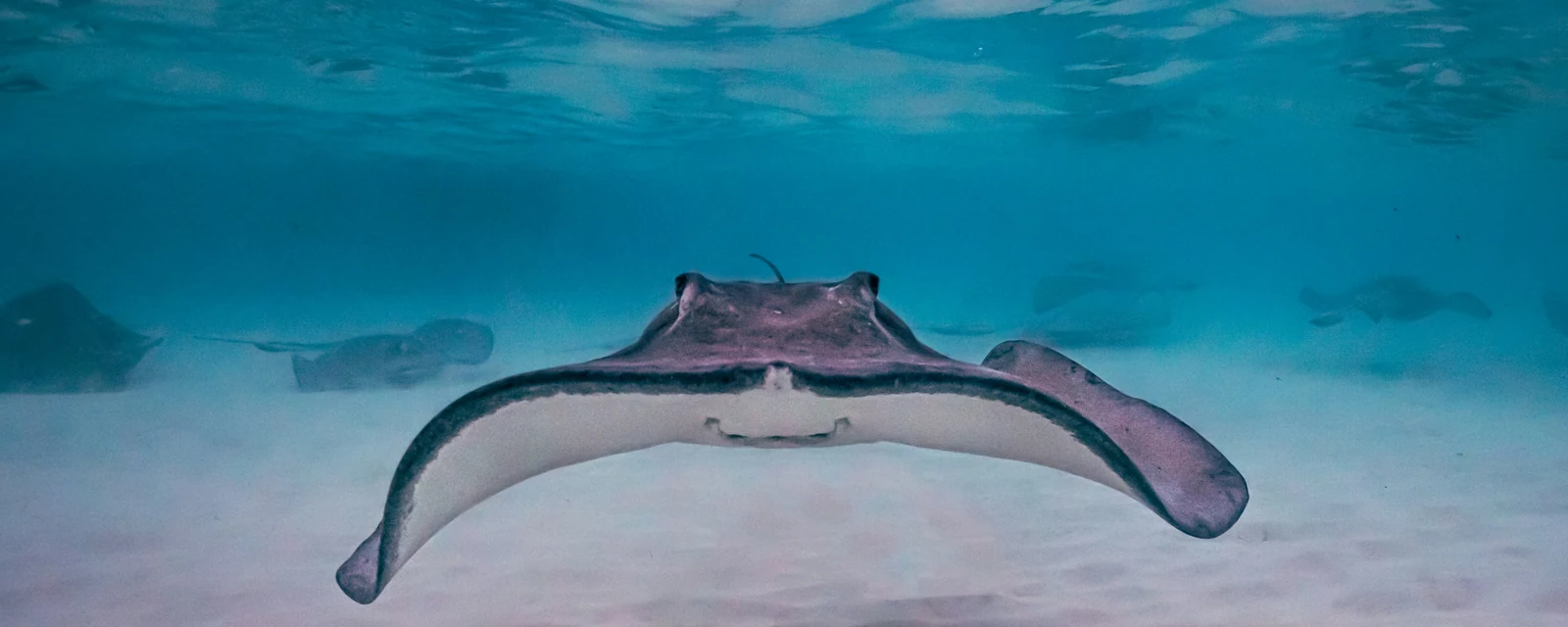 A ray gliding through clear turquoise water above the sandy seabed of Grand Cayman