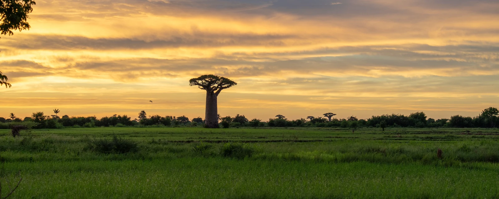 A distinctive baobab tree under a glowing golden sunset in Madagascar