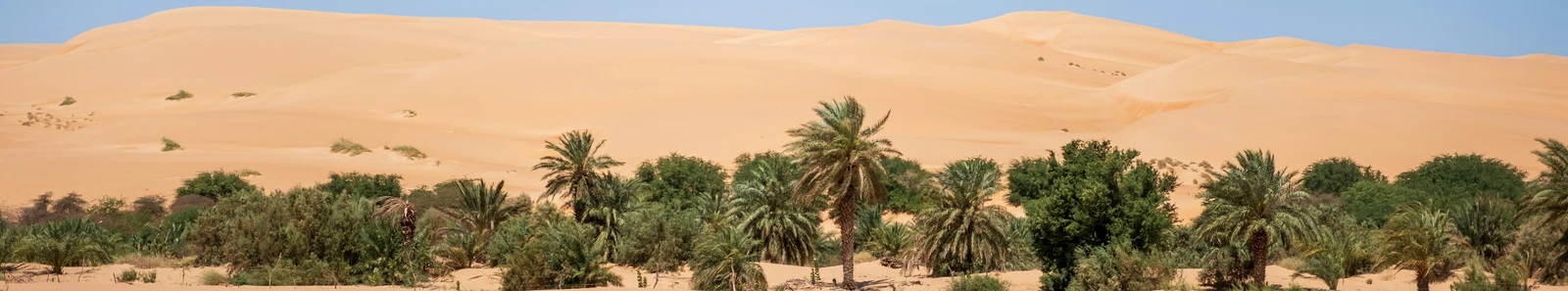 Green palms beneath golden Sahara dunes in Mauritania