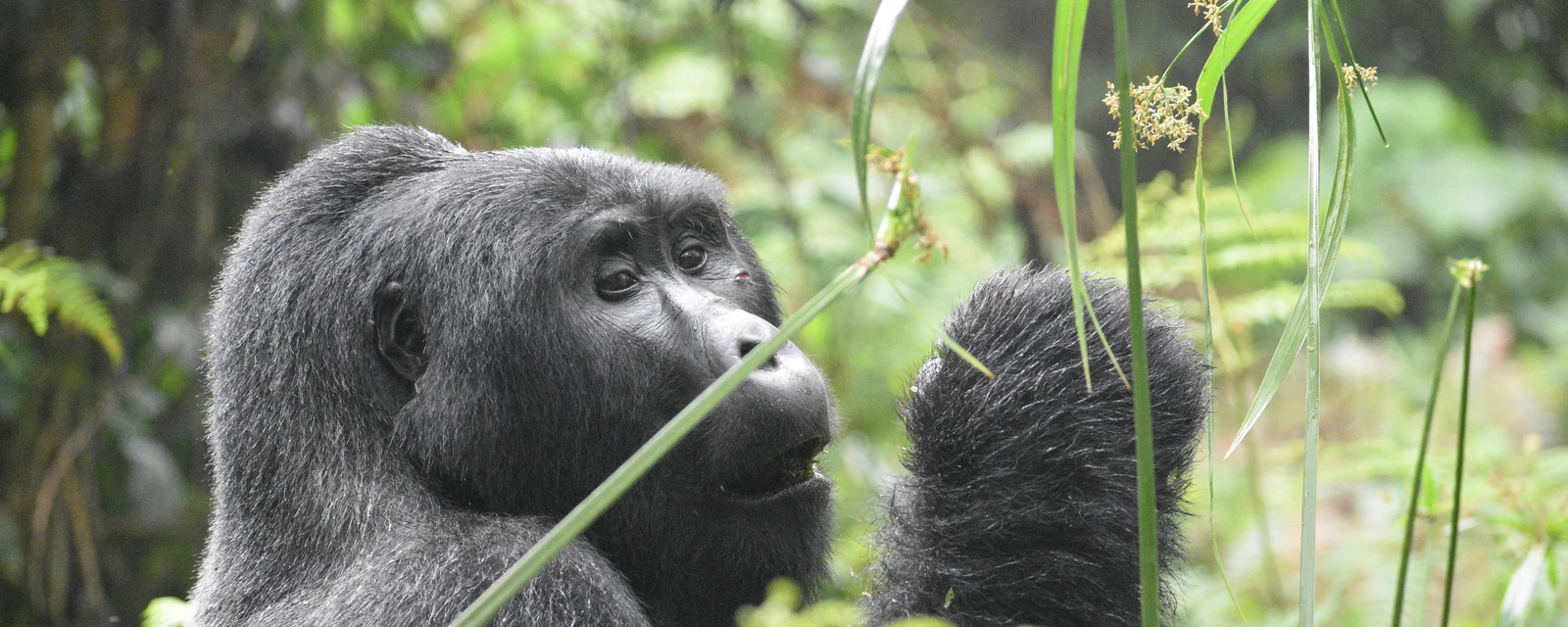 Mountain gorilla eating leaves in the green forest of Volcanoes National Park, Rwanda