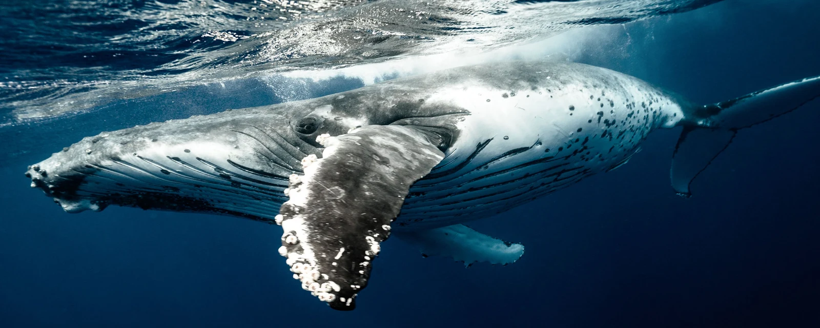 A humpback whale swimming beneath the sunlit surface in Tonga