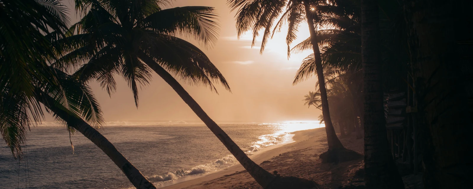 Palm trees framing a golden sunset on the coast of Savai‘i, Samoa