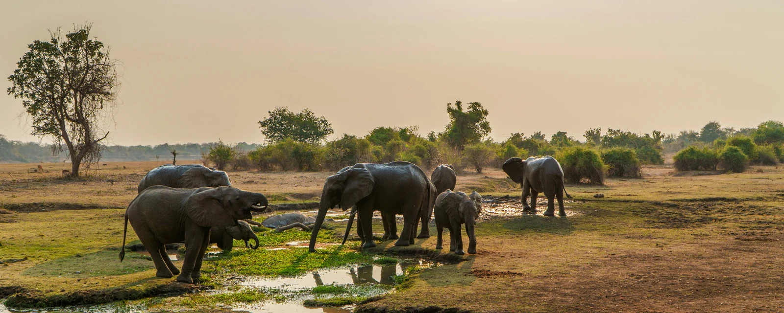 Elephants gathered at a waterhole in warm evening light in South Luangwa National Park, Zambia